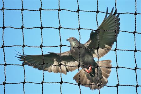 pigeon behind bird net